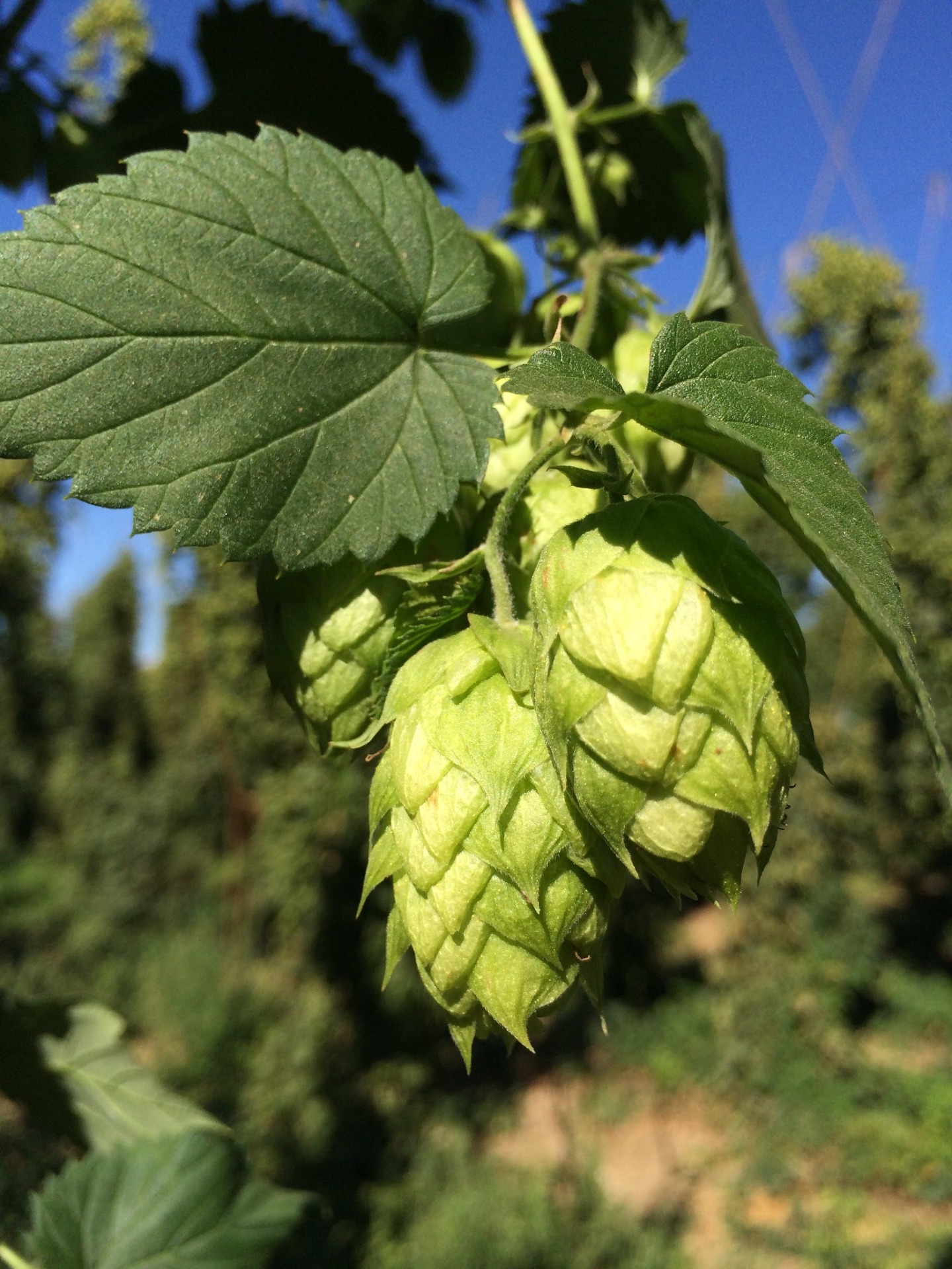 Humalakäpyjä Yakimassa © Epic Beer