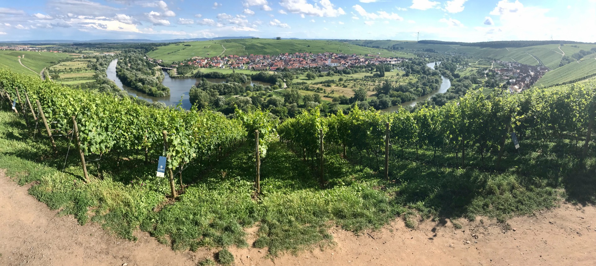 Silvaner-köynnöksiä Frankenissa. © Kari Ylänne